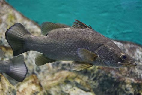 11 Largest Freshwater Fish in the World .